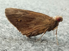 Erionota thrax
