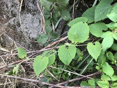 Thladiantha nudiflora