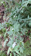 Rubus trianthus
