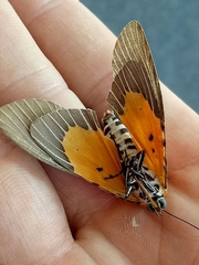 Peridrome orbicularis