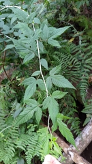 Rubus trianthus