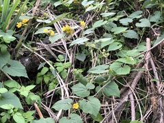 Thladiantha nudiflora