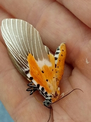 Peridrome orbicularis