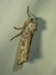 Lithomoia germana