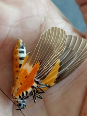 Peridrome orbicularis