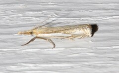 Crambus saltuellus