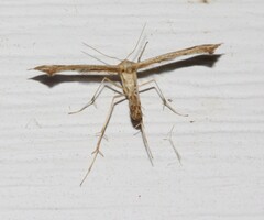 Platyptilia carduidactylus