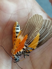 Peridrome orbicularis