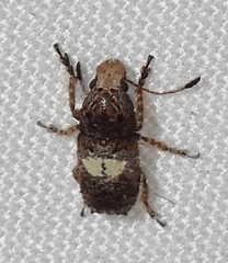 Toxonotus cornutus