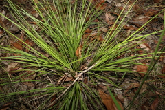 Lomandra laxa