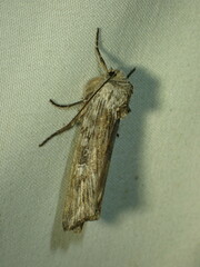 Lithomoia germana