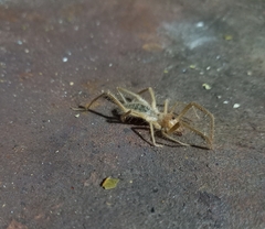 Solifugae