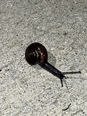 Helminthoglypta sequoicola