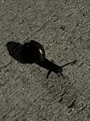 Helminthoglypta sequoicola