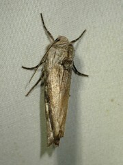 Lithomoia germana