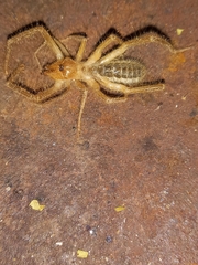 Solifugae