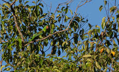 Tanygnathus lucionensis