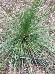 Xanthorrhoea media