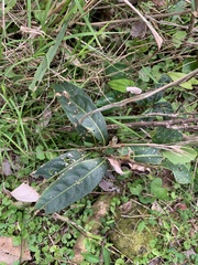 Rhodomyrtus psidioides