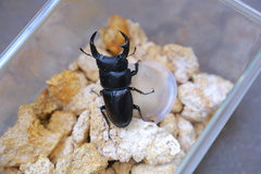 Dorcus hopei binodulosus