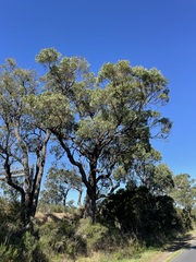 Eucalyptus fulgens