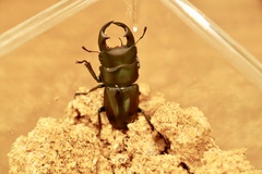 Dorcus hopei binodulosus