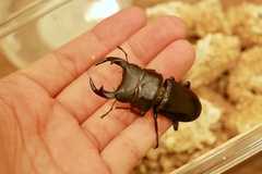 Dorcus hopei binodulosus