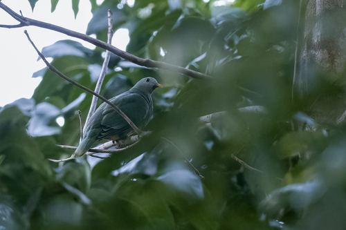 Black-chinned Fruit Dove (Ramphiculus leclancheri), photo 8