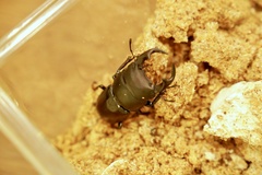 Dorcus hopei binodulosus