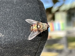 Rutilia