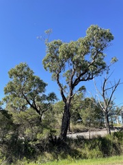 Eucalyptus fulgens