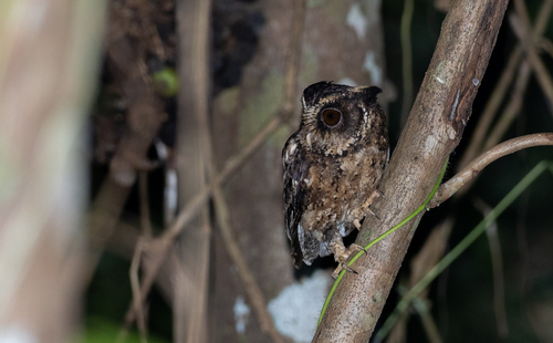 Palawan Scops Owl (Otus fuliginosus), photo 7