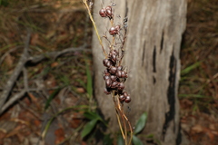 Haemodorum austroqueenslandicum