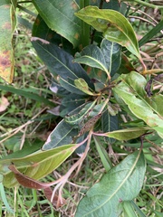 Rhodomyrtus psidioides