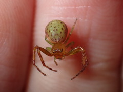 Diaea