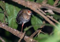 Rallina fasciata