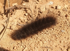 Arctiinae