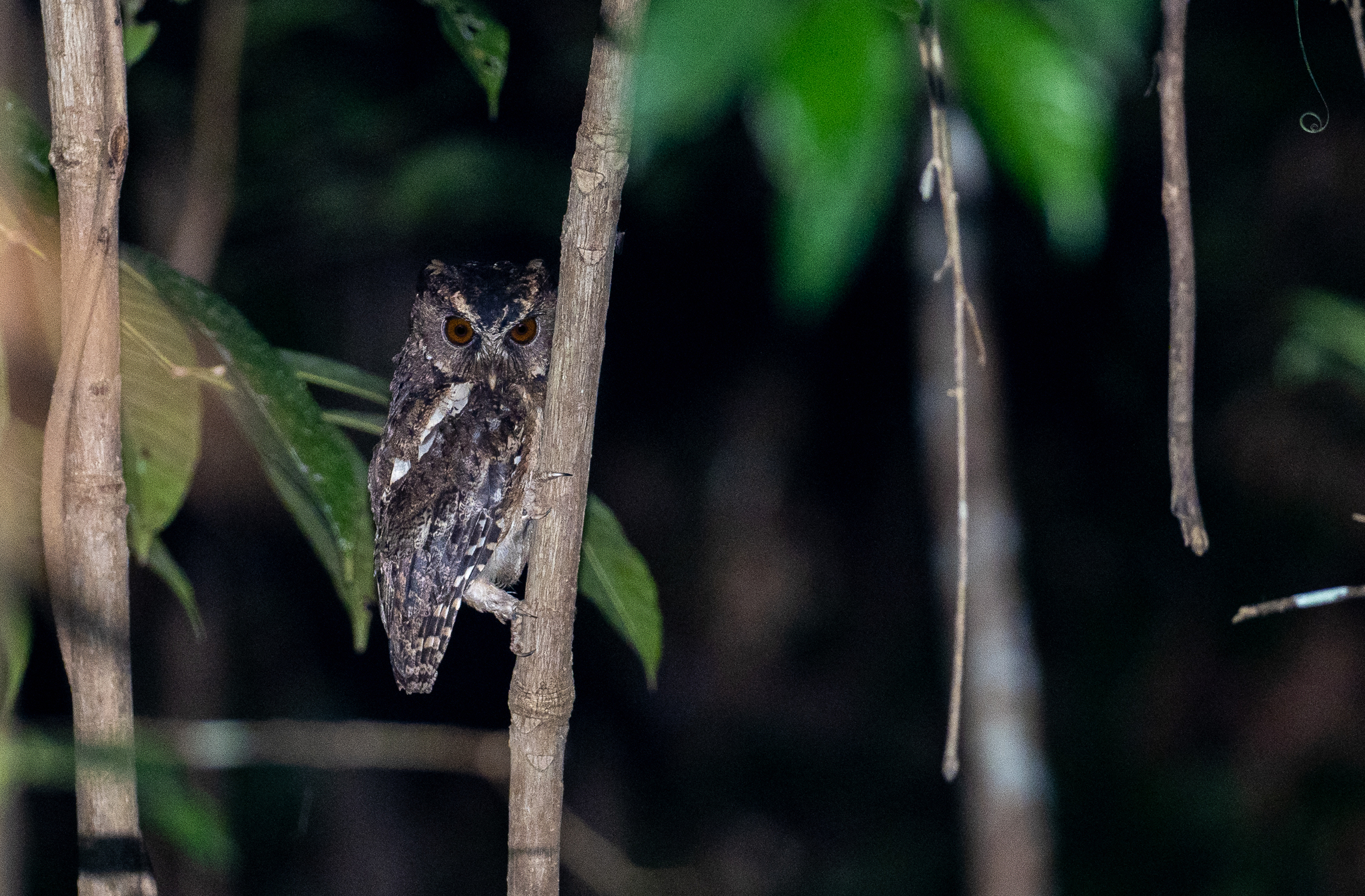 Palawan Scops Owl (Otus fuliginosus), photo 3