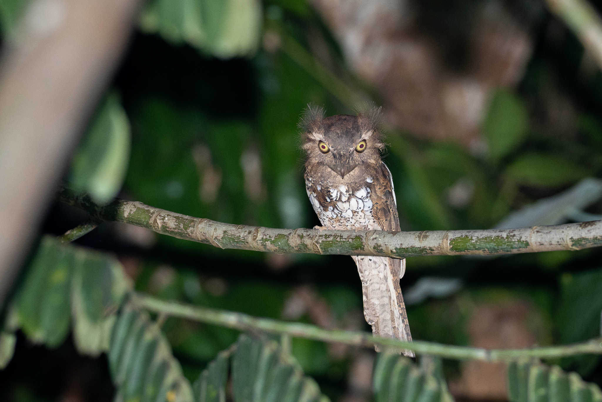Palawan Frogmouth (Batrachostomus chaseni), photo 3
