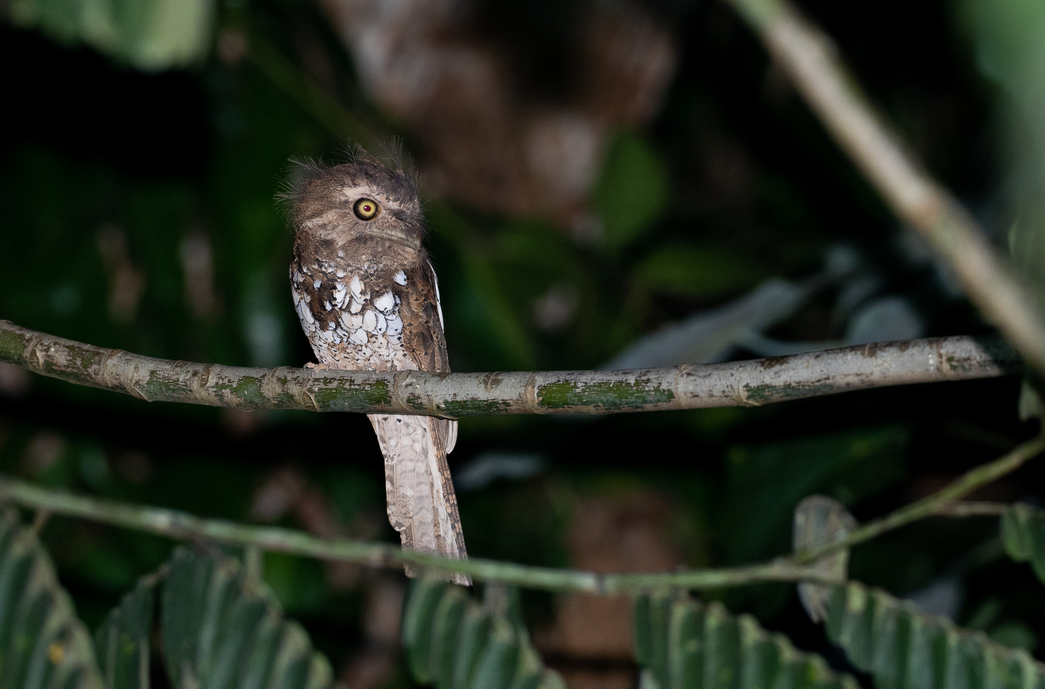 Palawan Frogmouth (Batrachostomus chaseni), photo 4