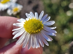 Brachyscome ciliaris