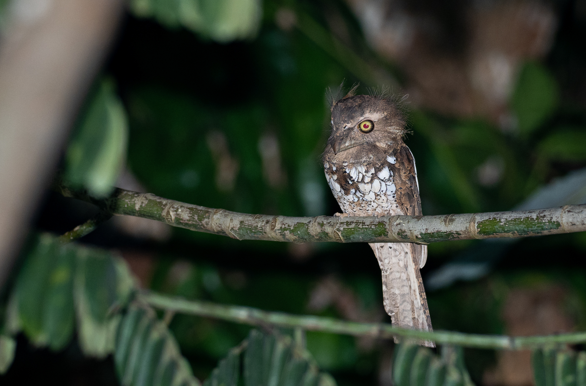 Palawan Frogmouth (Batrachostomus chaseni), photo 5