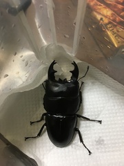 Serrognathus alcides