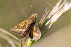 Taractrocera papyria