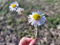 Brachyscome ciliaris