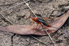 Lissopimpla excelsa