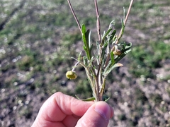 Brachyscome ciliaris