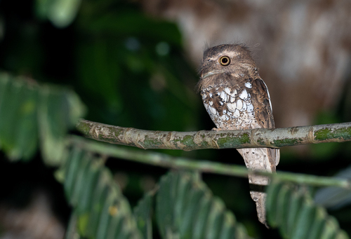 Palawan Frogmouth (Batrachostomus chaseni), photo 1
