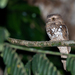 Palawan Frogmouth - Photo (c) Forest Botial-Jarvis, some rights reserved (CC BY-NC), uploaded by Forest Botial-Jarvis