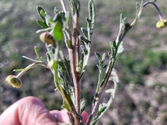 Brachyscome ciliaris